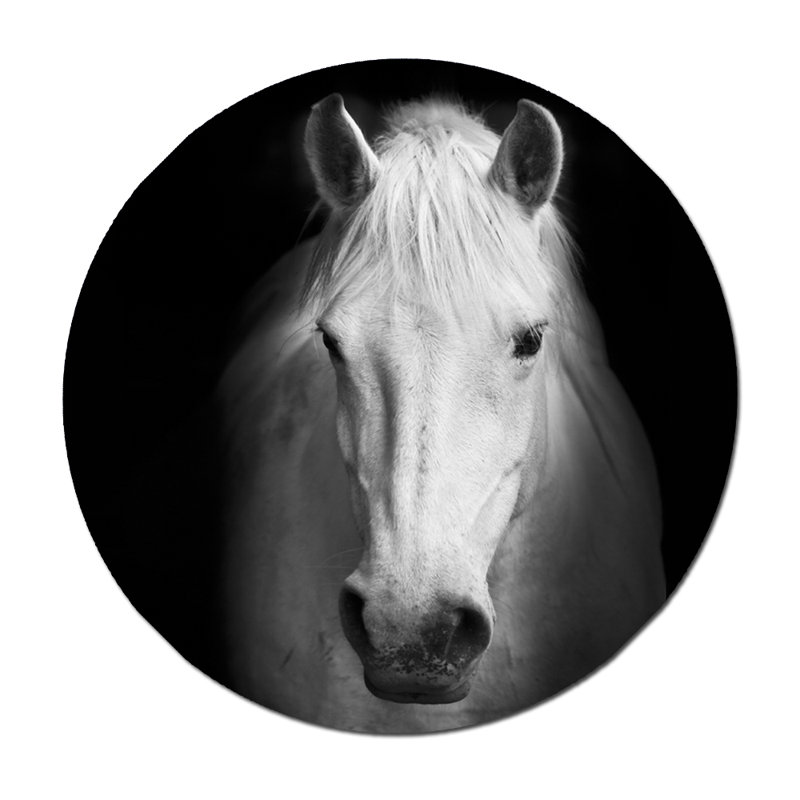Curious White Horse Print, 46" H x 46" W x 1.5" D