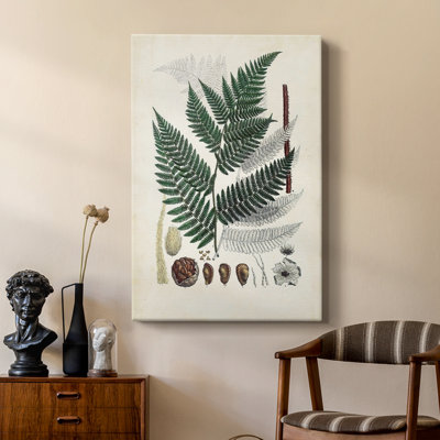 Collectionner Ferns IV - galerie sur mesure