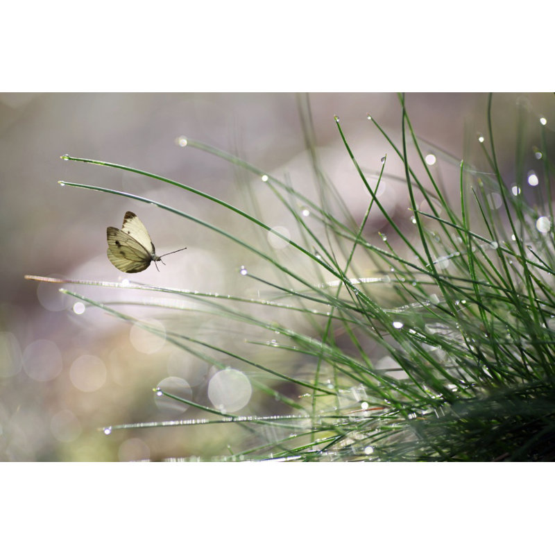 Wrapped Canvas Print, 91.44 cm H x 60.96 cm W
