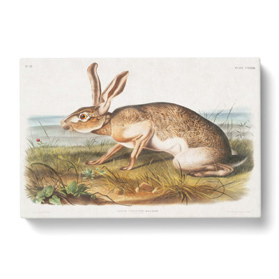 Texan Hare by J.W. Audubon - Wrapped Canvas