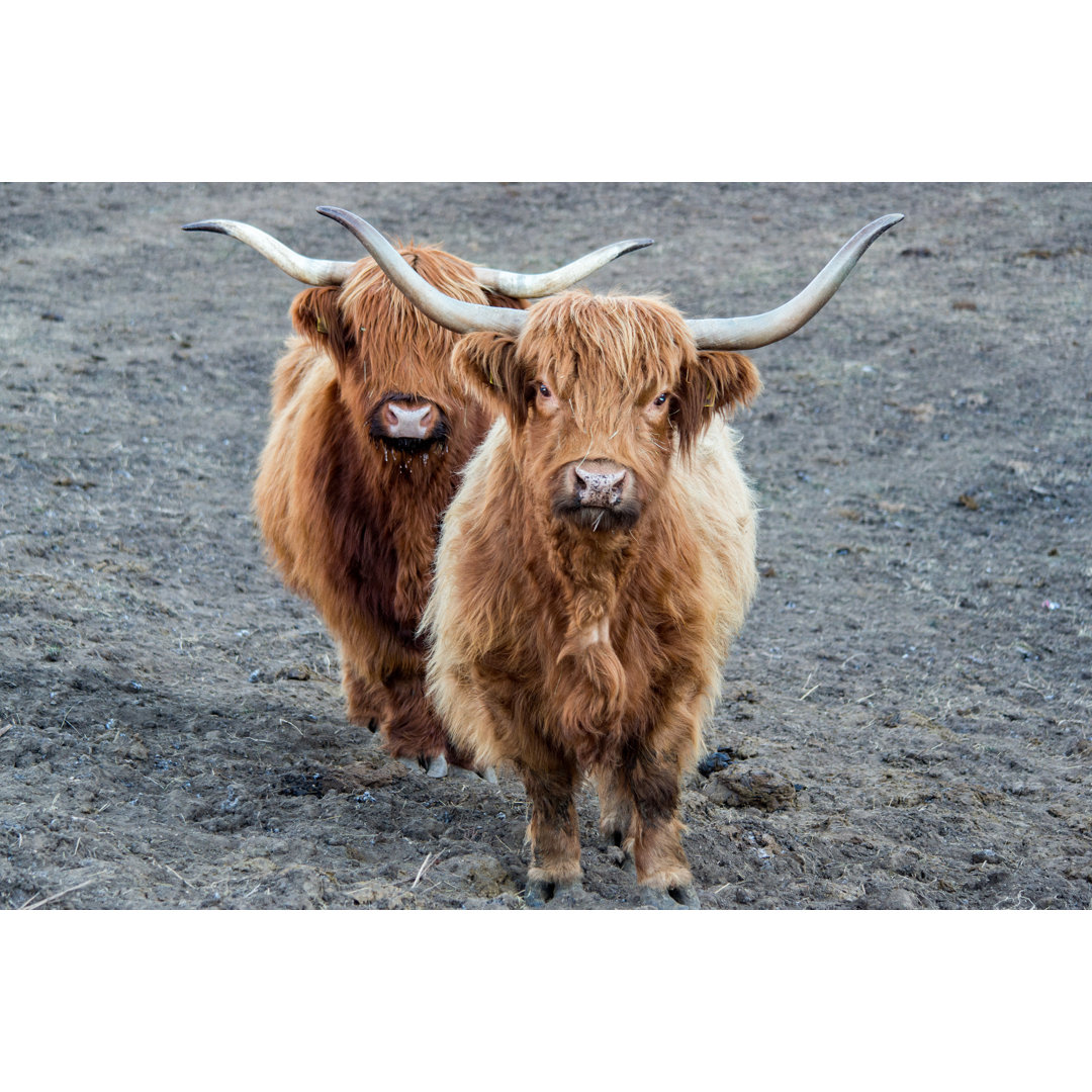 Cow Frozen Nose by Andrea Izzotti - Wrapped Canvas Print