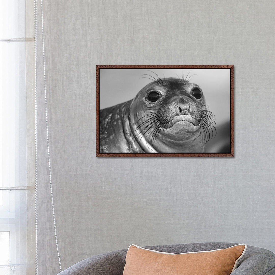 Northern Elephant Seal Pup, North America von Tim Fitzharris - Galerie-verpackte Leinwand Giclée