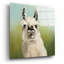 Art mural en verre épique «Whos Your Llama 1 C» par Julia Purinton, 24 po x 24 po-901468868