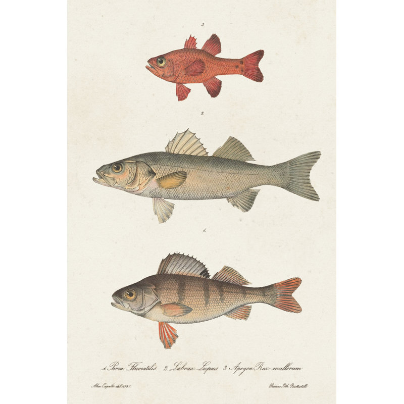 Species Of Antique Fish II, Black Floater Framed, 122 cm H x 81 cm W