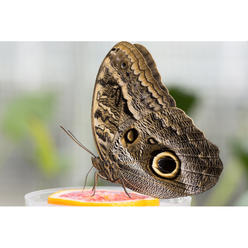 Cira Owl Butterfly - Wrapped Canvas Print, 20cm H x 30cm W x 3.8cm D