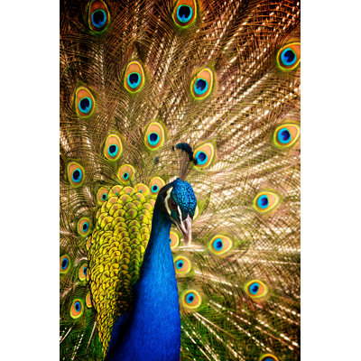 Male Peacock - Wrapped Canvas Print