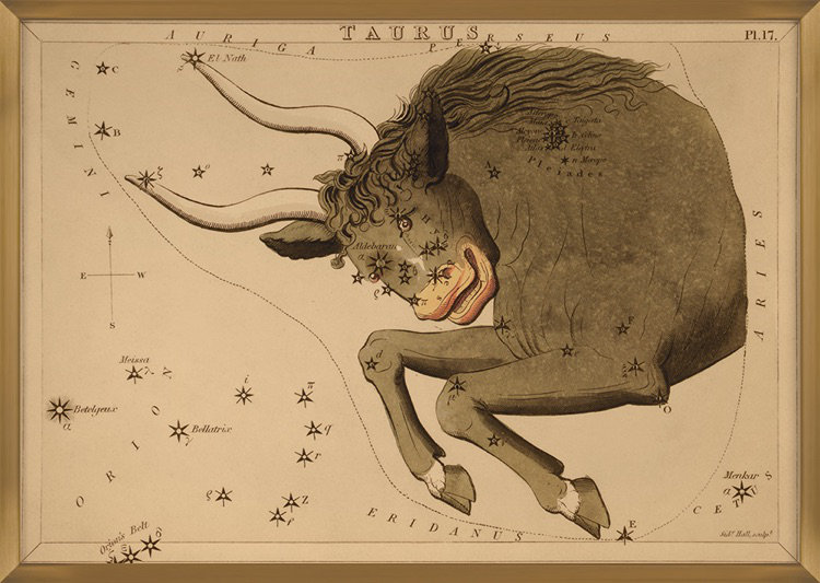 Taurus Print by Grand Archives