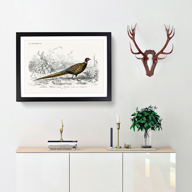 Pheasant Illustration by Charles D' Orbigny - Picture Frame Painting Print, Black Framed, 48cm H x 65cm W x 2cm D