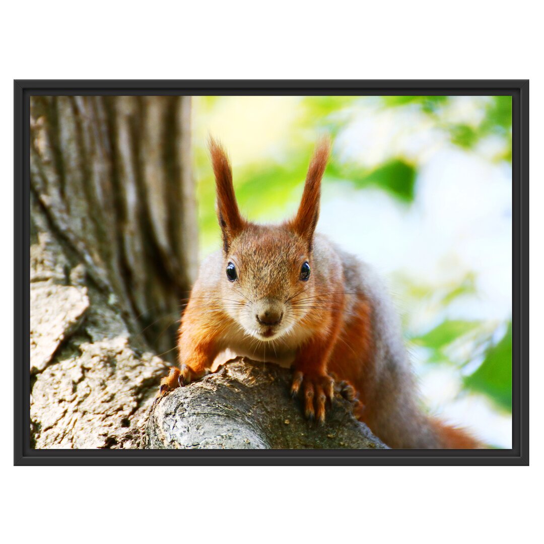 Gerahmtes Wandbild Eichhörnchen auf dem Baum