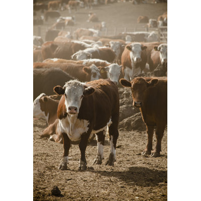 Hereford Cattle by Mauro_Scarone