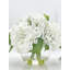 Véritable hydrangée dans un vase-1750891916
