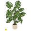 Plante Monstera en pot 4 pi UV-1790703835