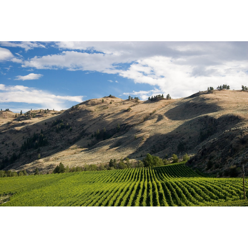 Woodsdale Desert vineyard 1 Piece Wrapped Canvas Wall Art, 81cm H x 122cm W x 3.8cm D