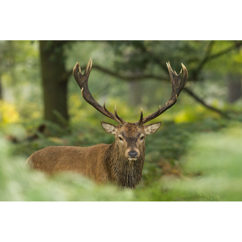Cerf cerf - photographie sur toile tendue, L 12 po x H 8 po