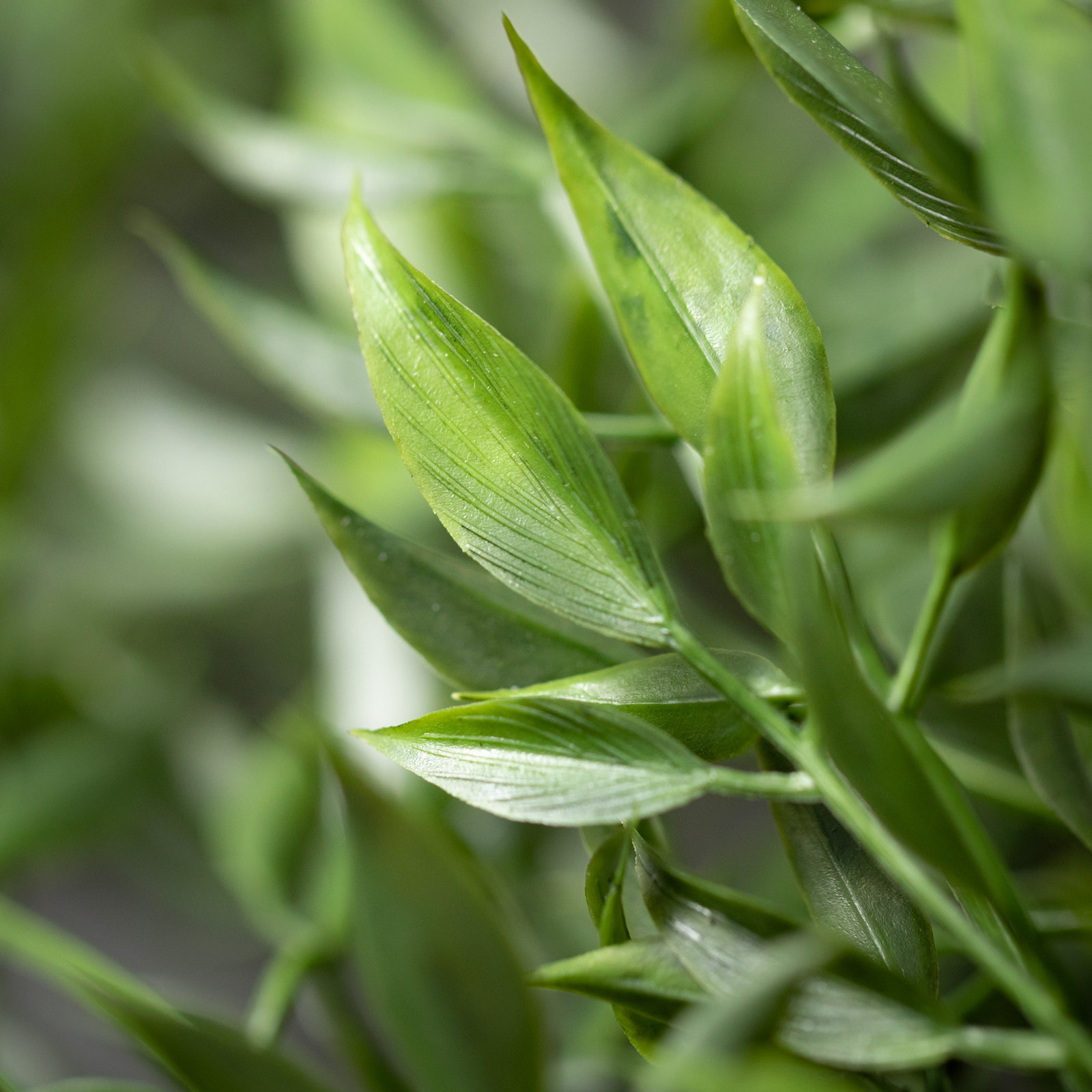 Quiller Ruscus Stems