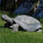 Gospodarczyk Tortoise Statue