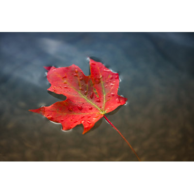 Maple Leaf by Pgiam - Print
