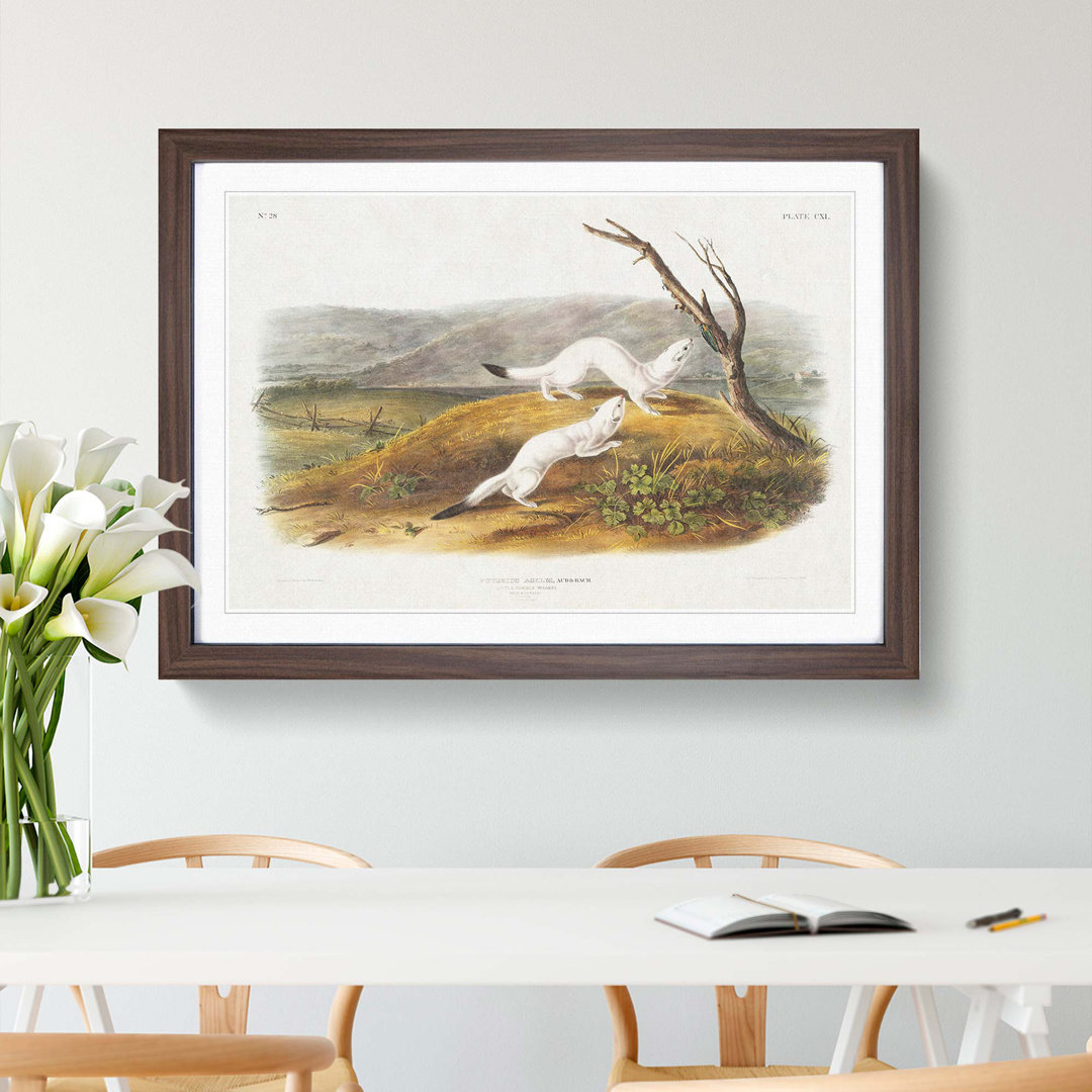 Little Nimble Weasels by J.W. Audubon - Picture Frame Painting Print