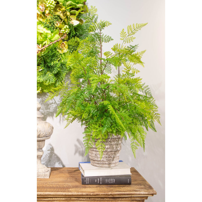 Plante à feuillage en pot en dentelle