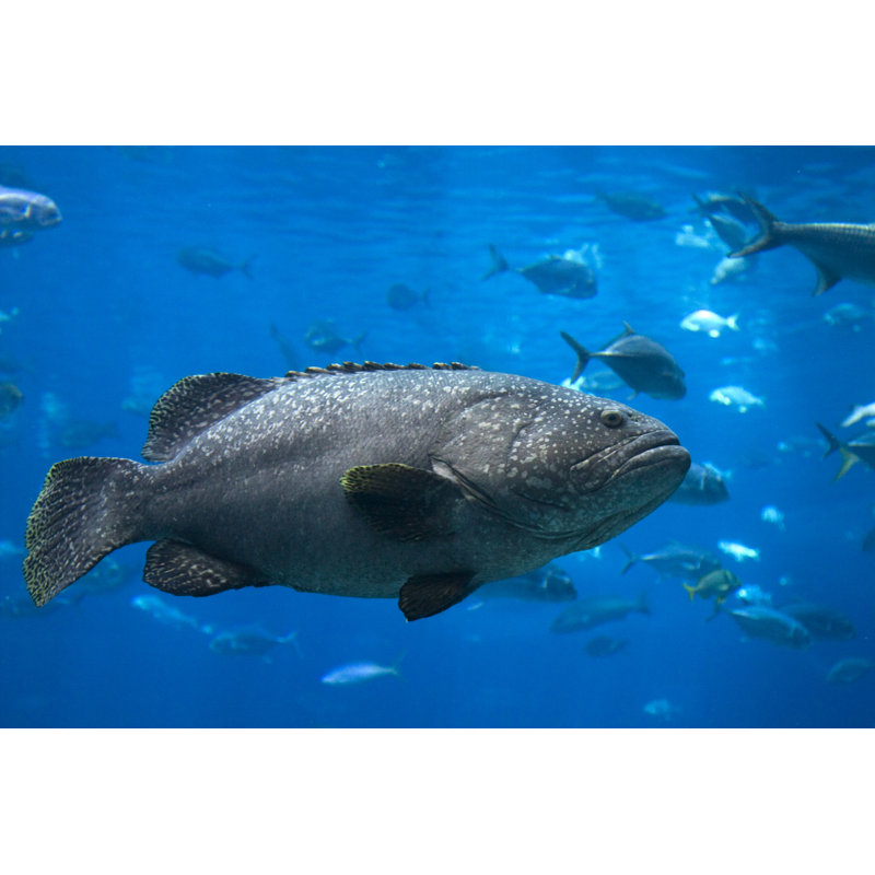 Giant Grouper by Lingbeek - Wrapped Canvas Print, 81cm H x 122cm W