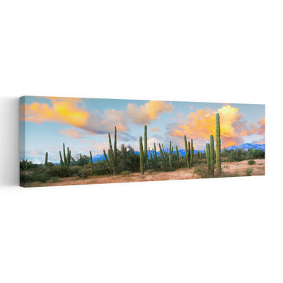 Cardon Cactus Plants In A Forest Loreto Baja California Sur Mexico by Leo L. Larson - Wrapped Canvas Panoramic Print