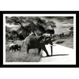 African Elephants Giclee Print by Lisa Pevaroff