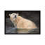 «Polar Bear», reproduction d'impression sur toile-72410215-33109692-72410218