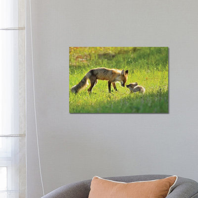 Canada, Manitoba, Whiteshell Provincial Park. Red Fox Mother With Kit. by Jaynes Gallery - Wrapped Canvas Print