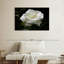 Harnek Dewdrops sur une rose blanche-107497038