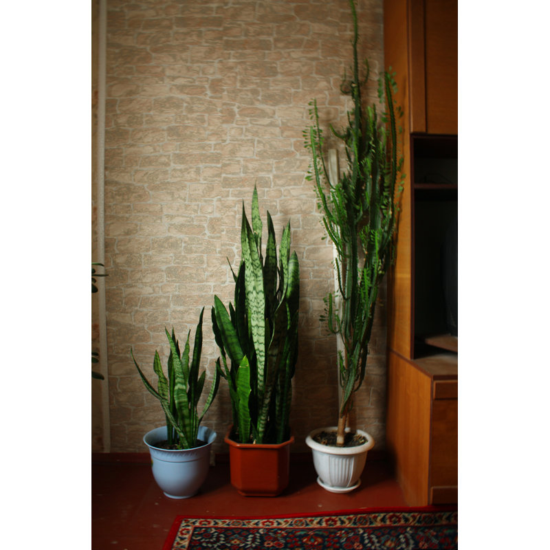 Cactus et deux plantes d'intérieur par Sapozhnik - Photographie sur toile tendue, H 36 po x l 24 po