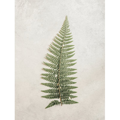 Vintage Fern I par Jennifer Rigsby