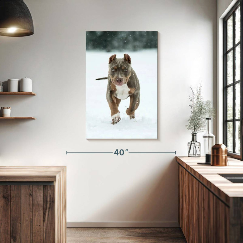 Brampt Pit Bull sur neige, H 39 po x l 26 po