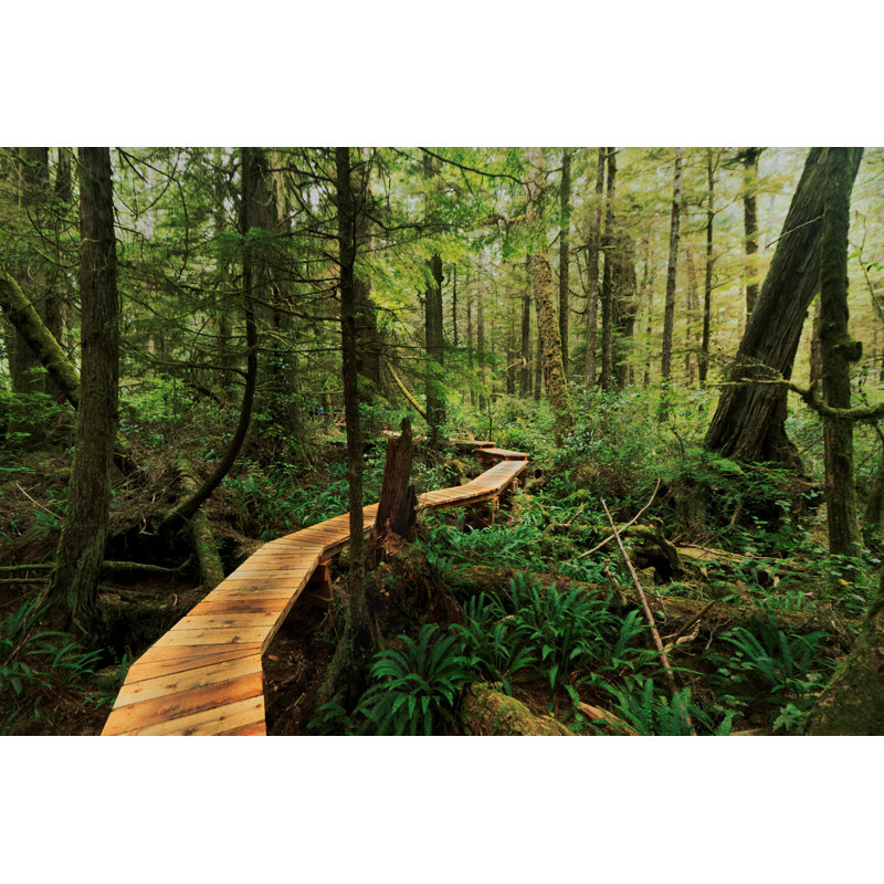 Rainforest Trail Boardwalk by FiN85 - Wrapped Canvas Print, 30cm H x 46cm W