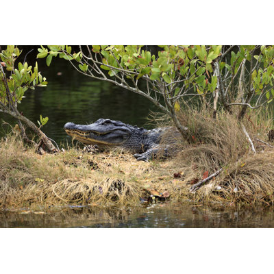 Crocodile by Visionsbyatlee