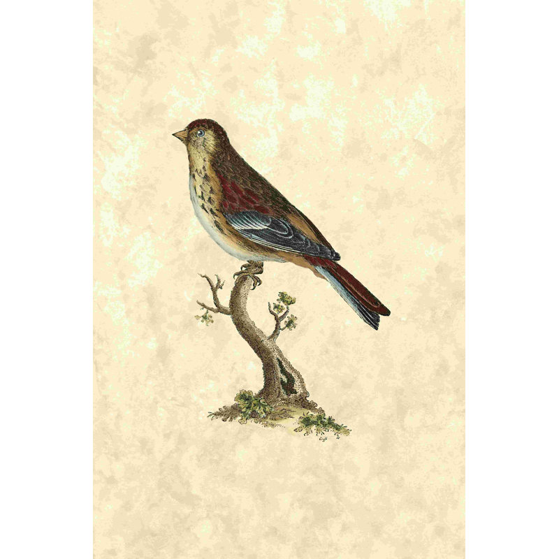 Selby Birds IV 2855413, H 12 po x l 8 po