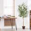 Plante de 71,5 po