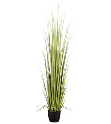 84 INCH REED GRASS IN POT GR/LT
