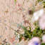 Bambi Sugared Almonds 10.05m x 68.6cm Matte Wallpaper Roll