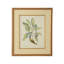 Catesby Bird And Botanical V Print