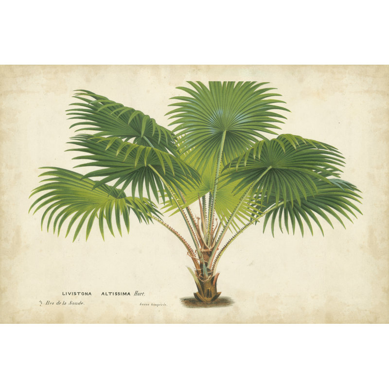 Palm Of The Tropics V - Wrapped Canvas Art Prints, 61cm H x 91cm W x 3.8cm D