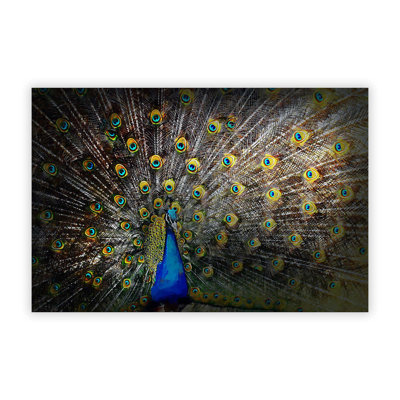 Peacock with Outstretched Feathers - Frameless Print