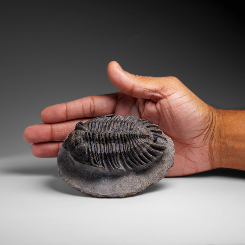 Genuine Crotalocephalina Trilobite In Matrix From Morocco