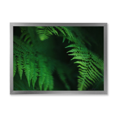 Fougère vert foncé sur fond noir - photographie sur toile