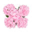 Hortensia de luxe-202412970