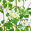 5 pi. Cornouiller artificiel-1208039524