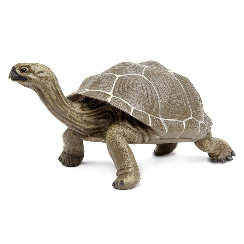 Tortue