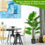 60 plantes