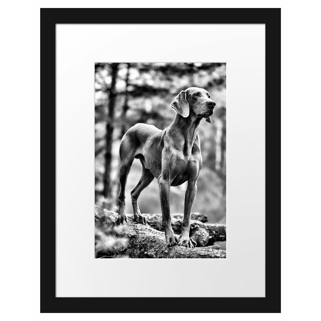 Gerahmtes Poster Edler Weimaraner im Wald