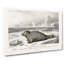Seal Illustration by Charles D Orbigny - Wrapped Canvas-55324058