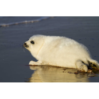Phoque sur une plage - photographie sur toile tendue